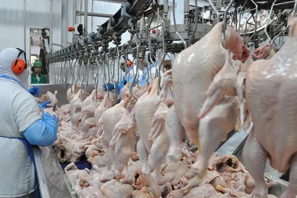 Produção de carne de frango deve ser a maior da história