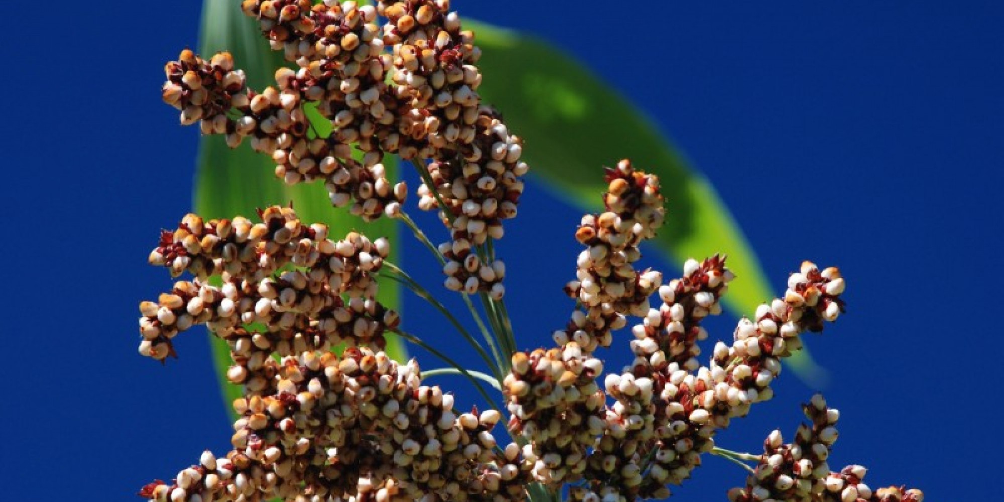 De sorgo, foram disponibilizadas 72 sacas De sorgo, foram disponibilizadas 72 sacas