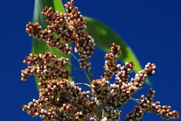De sorgo, foram disponibilizadas 72 sacas  