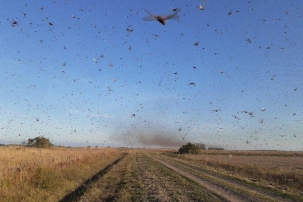 A mídia argentina informa que a nuvem de gafanhotos teria vindo do Paraguai e das províncias de Formosa e Chaco 