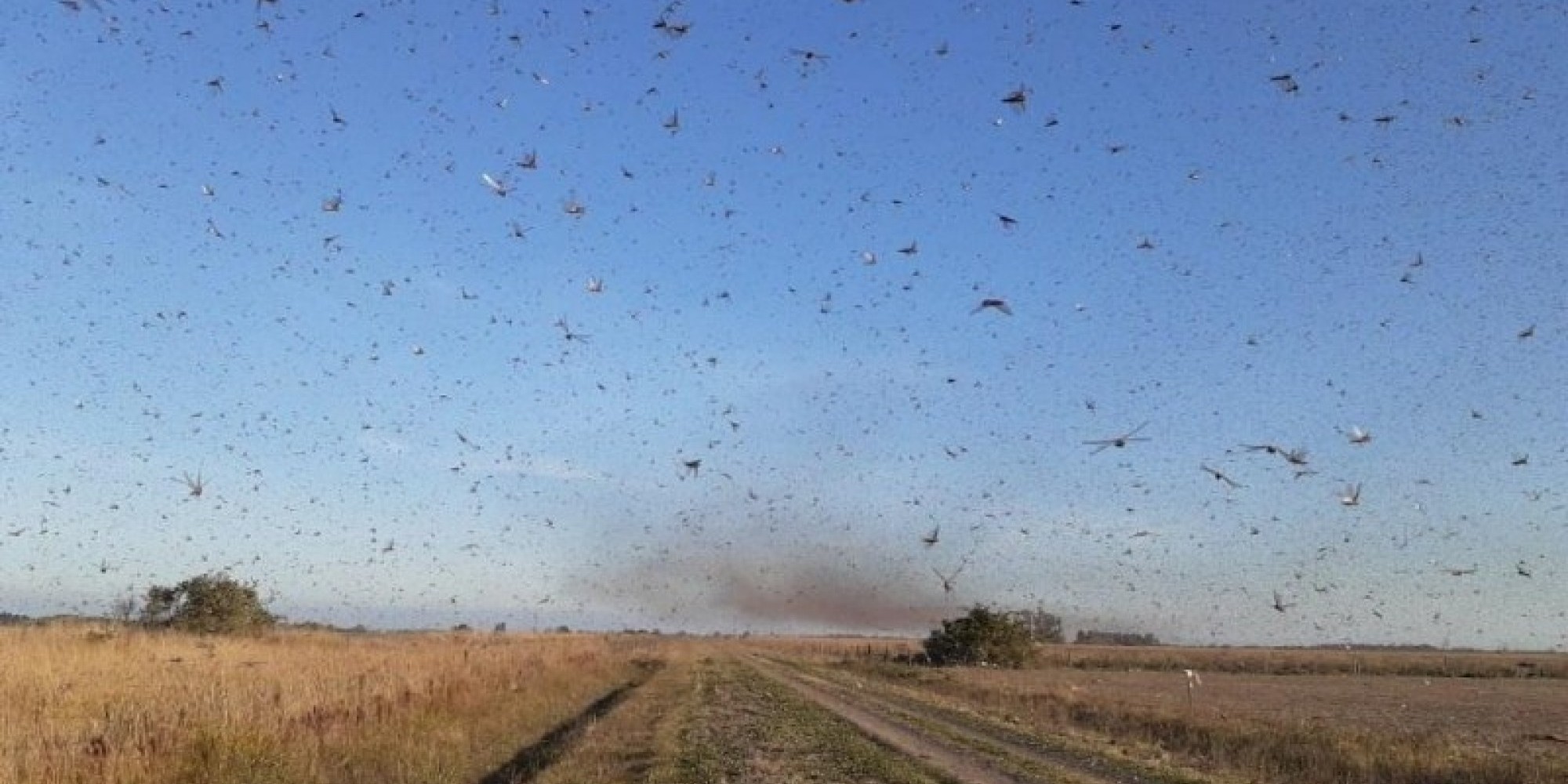 A mídia argentina informa que a nuvem de gafanhotos teria vindo do Paraguai e das províncias de Formosa e Chaco A mídia argentina informa que a nuvem de gafanhotos teria vindo do Paraguai e das províncias de Formosa e Chaco