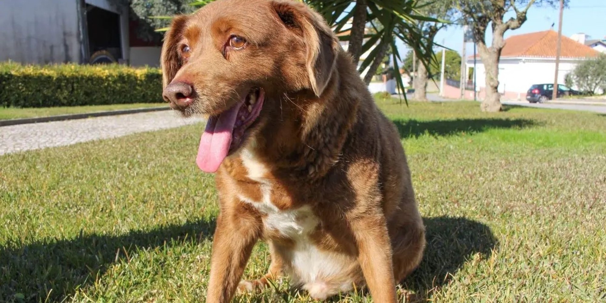 Morre em Portugal, Bobi o cão mais velho do mundo, aos 31 anos