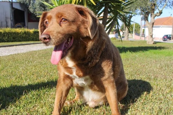 Morre em Portugal, Bobi o cão mais velho do mundo, aos 31 anos