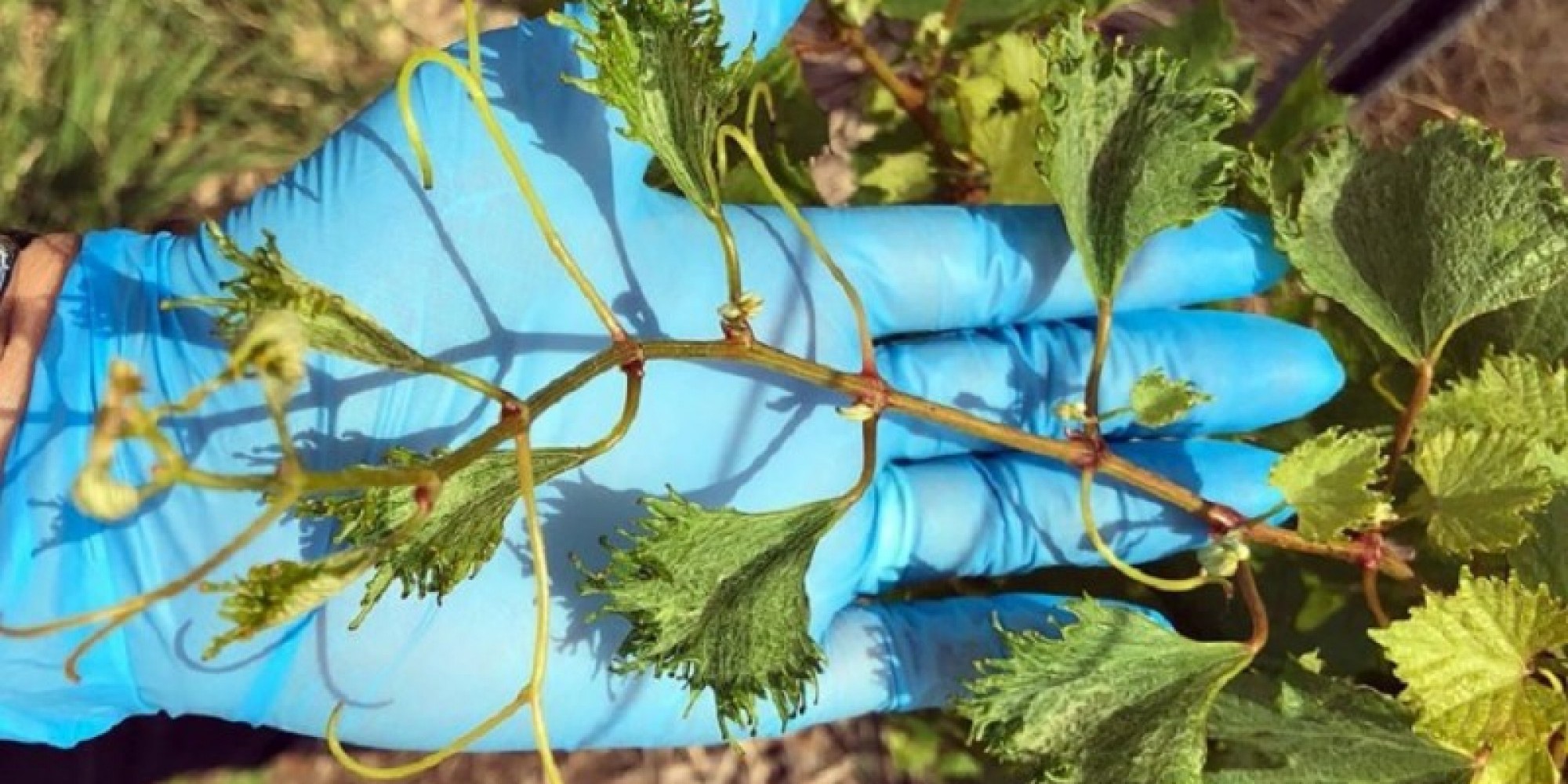 Videiras prejudicadas pela deriva do herbicida 2,4-D Videiras prejudicadas pela deriva do herbicida 2,4-D