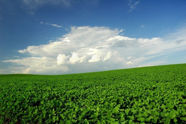 Economia do Estado foi puxada pelo desempenho da agropecuária, 