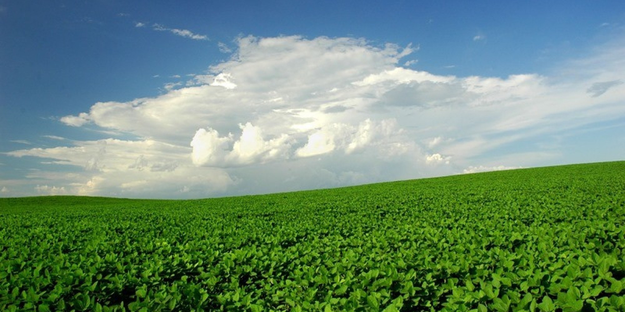 Economia do Estado foi puxada pelo desempenho da agropecuária, Economia do Estado foi puxada pelo desempenho da agropecuária,