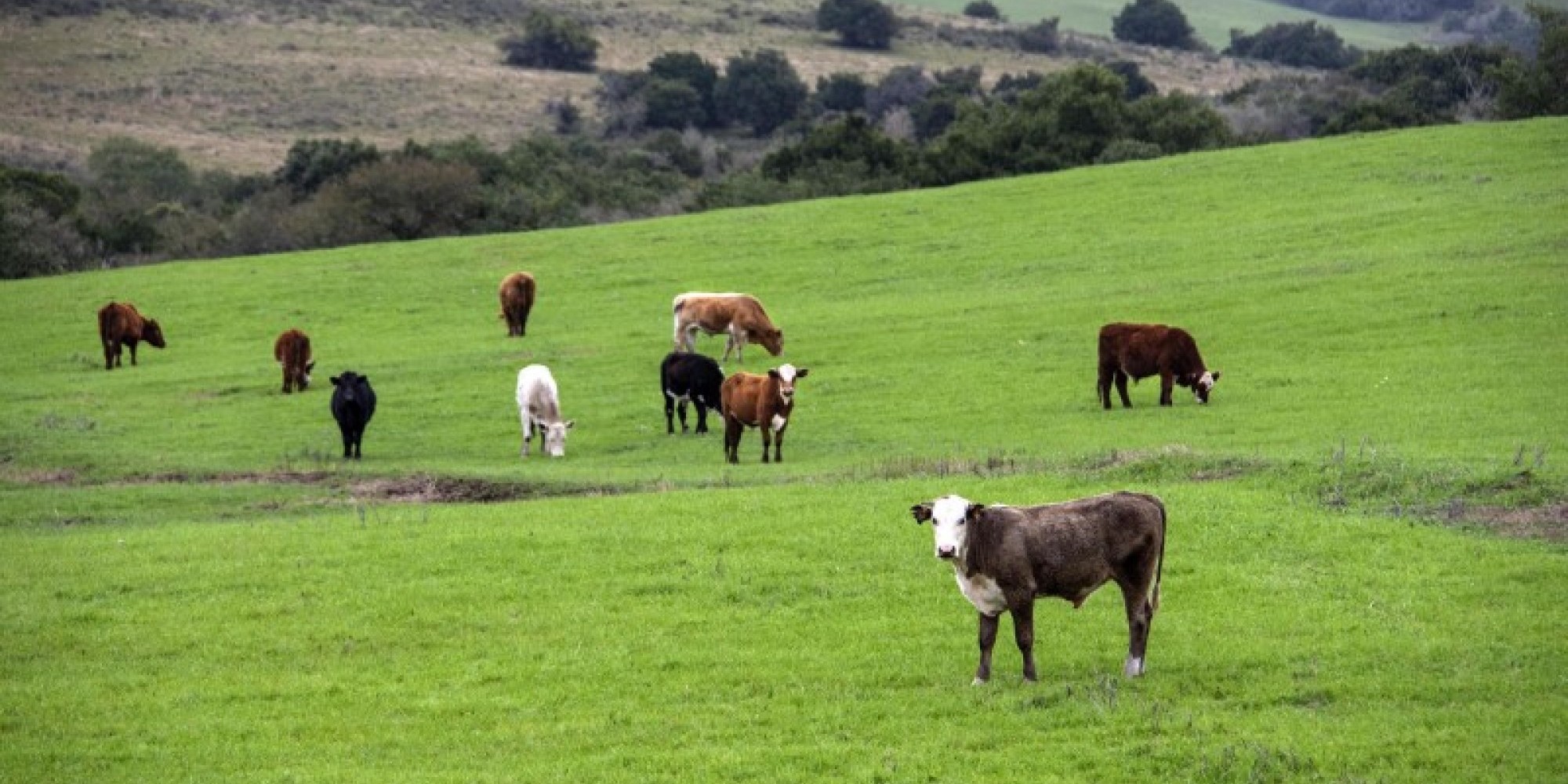 Doze das 18 recomendações do Ministério da Agricultura já foram atendidas pela Secretaria da Agricultura Doze das 18 recomendações do Ministério da Agricultura já foram atendidas pela Secretaria da Agricultura