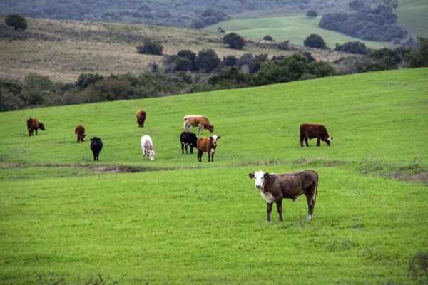 Doze das 18 recomendações do Ministério da Agricultura já foram atendidas pela Secretaria da Agricultura