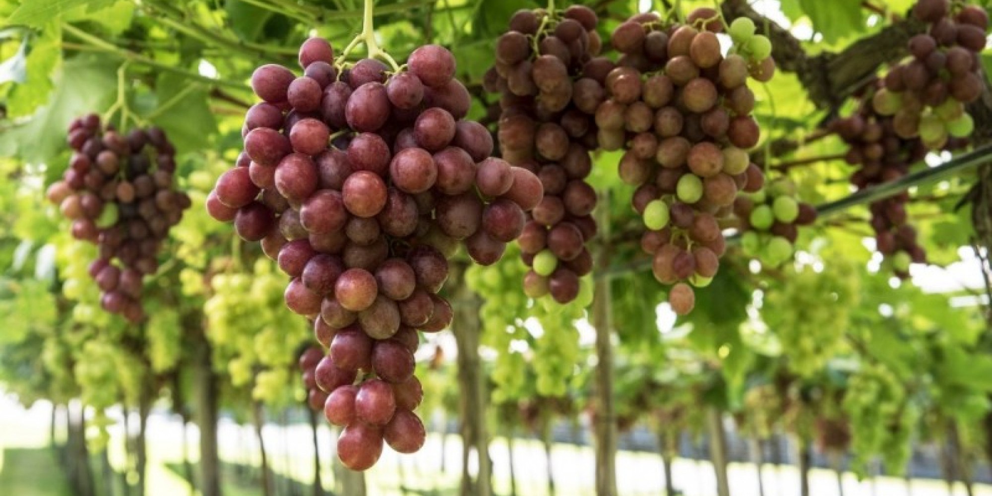 Queda na produção foi causada pelo excesso de chuva na floração e pela seca no enchimento da baga e na maturação Queda na produção foi causada pelo excesso de chuva na floração e pela seca no enchimento da baga e na maturação
