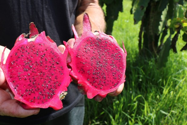 Sério busca se consolidar como polo produtor de pitaya