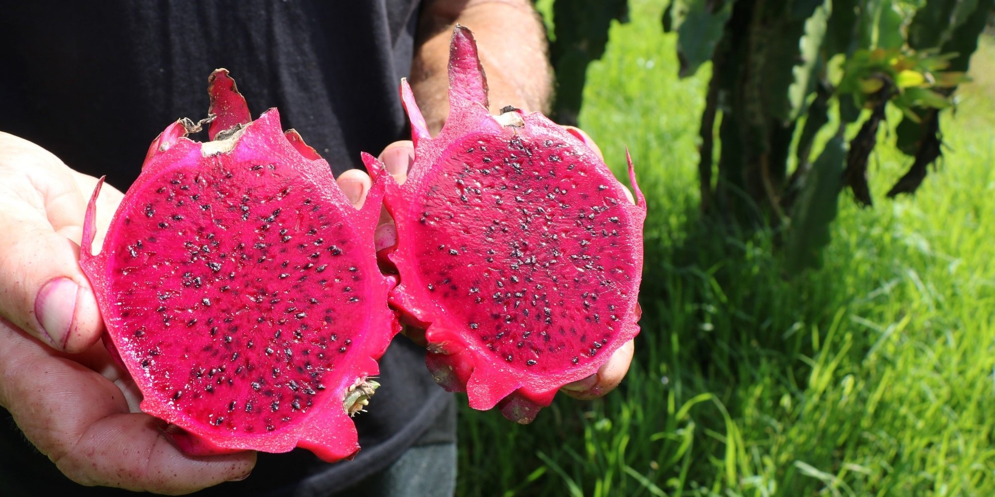 Sério busca se consolidar como polo produtor de pitaya