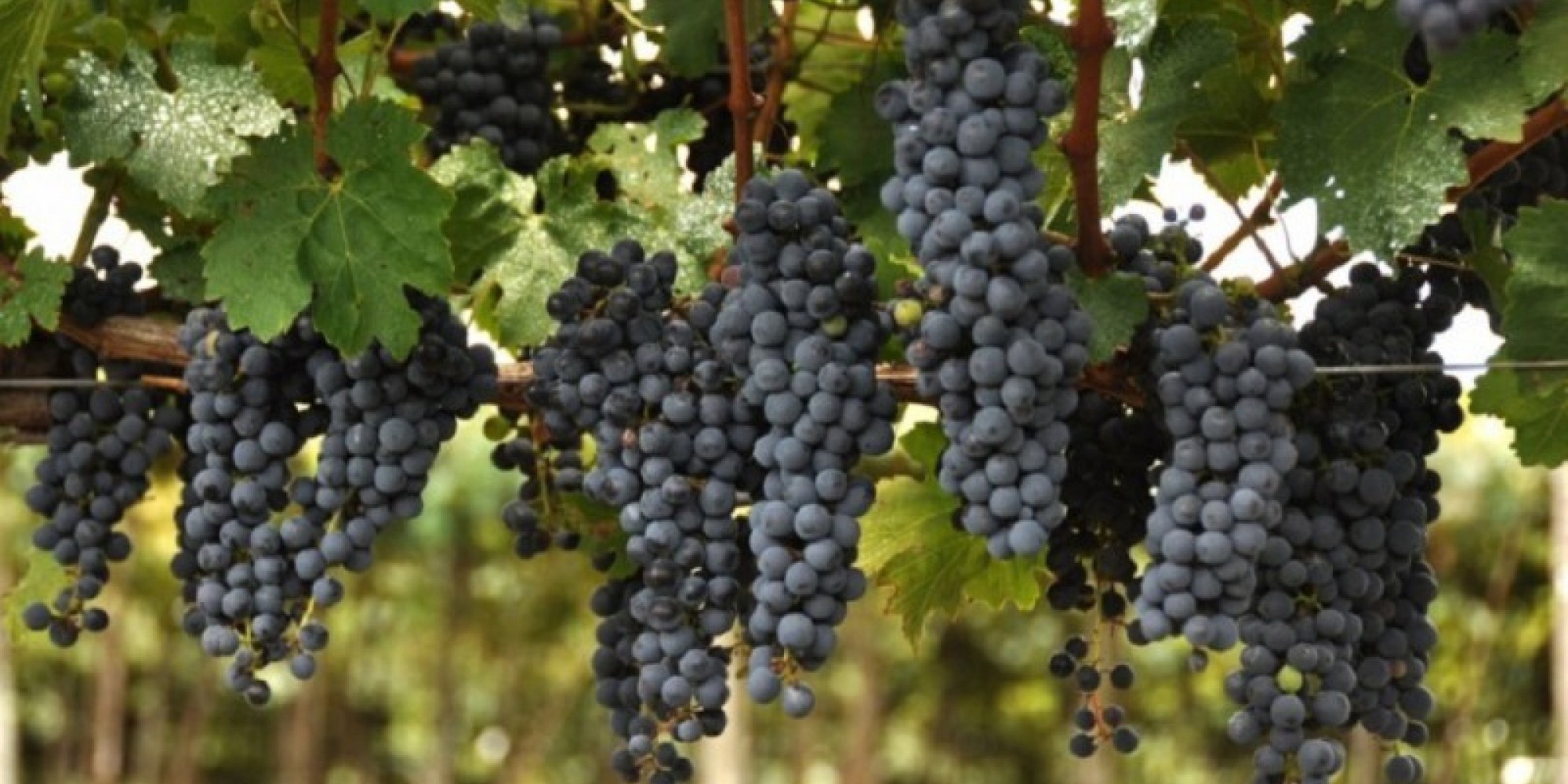Entidades do setor vitivinícola gaúcho participaram de quatro reuniões para discutir mudanças na Lei do Vinho Entidades do setor vitivinícola gaúcho participaram de quatro reuniões para discutir mudanças na Lei do Vinho