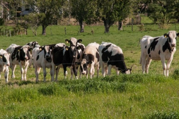O prazo da entrega finalizava em 31 de maio, mas foi prorrogado devido à pandemia.