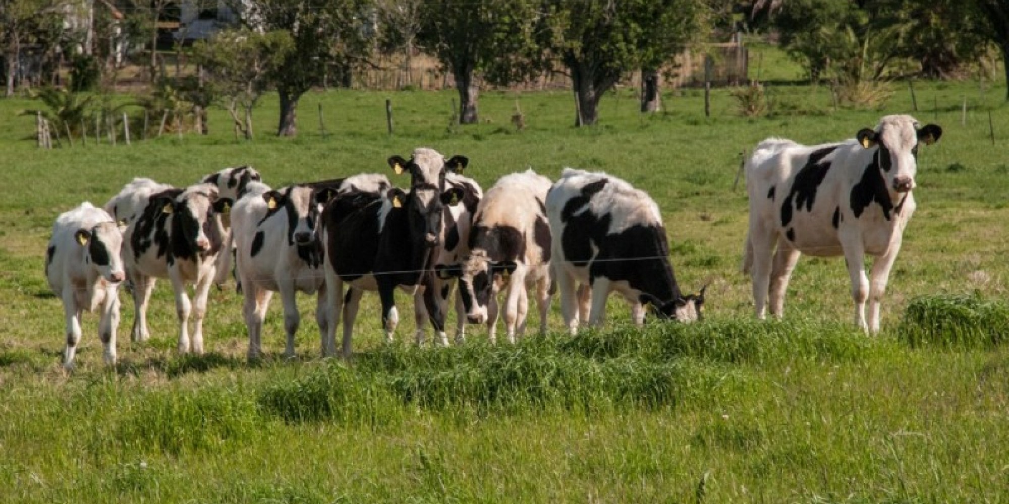 O prazo da entrega finalizava em 31 de maio, mas foi prorrogado devido à pandemia. O prazo da entrega finalizava em 31 de maio, mas foi prorrogado devido à pandemia.