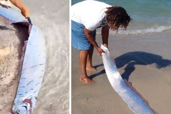 “Peixe do fim do mundo" é encontrado em praia e moradores temem tragédia