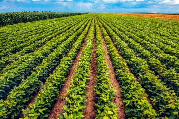 A projeção é que o Brasil se mantenha como o maior produtor mundial de soja 