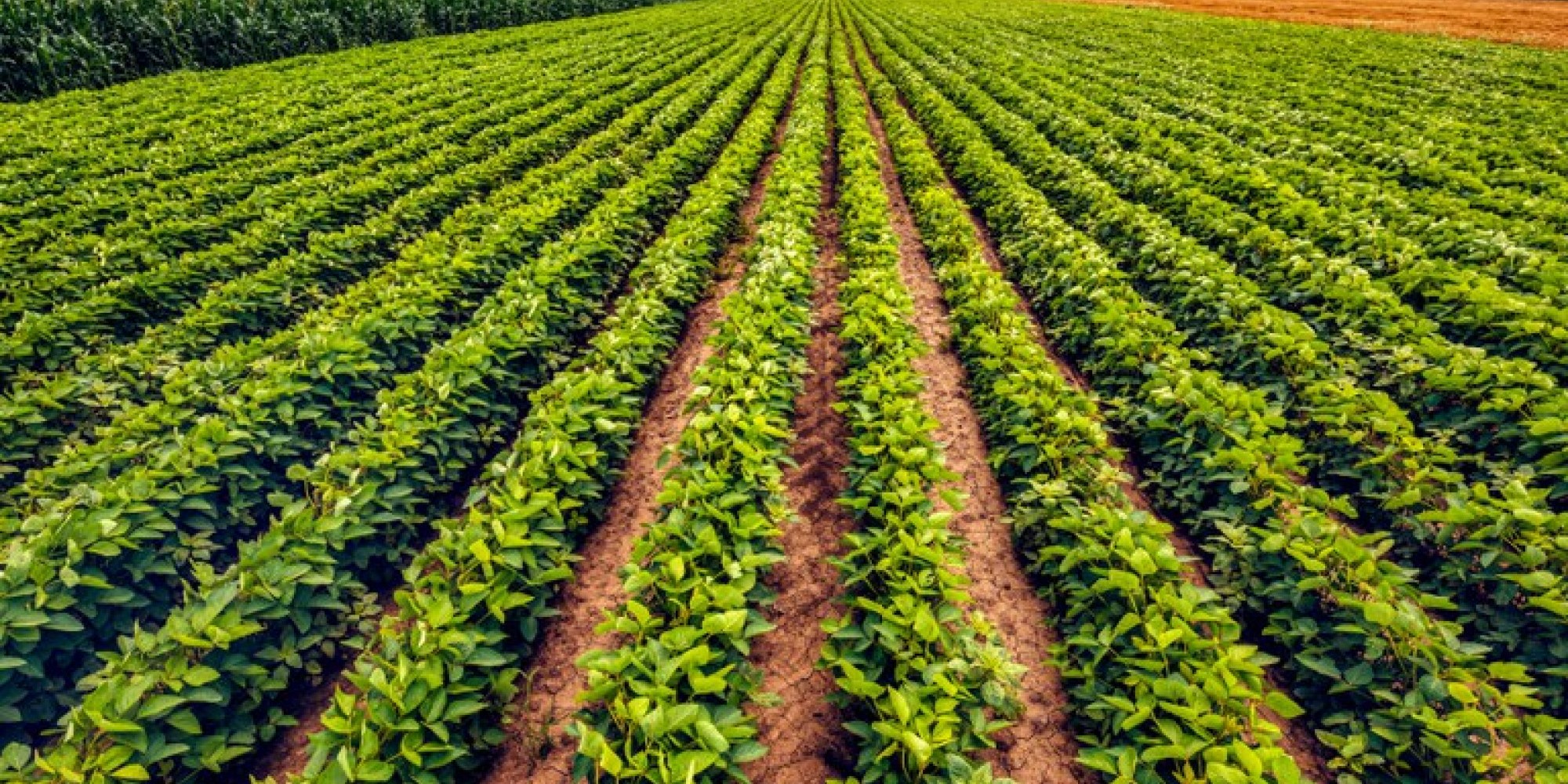 A projeção é que o Brasil se mantenha como o maior produtor mundial de soja A projeção é que o Brasil se mantenha como o maior produtor mundial de soja