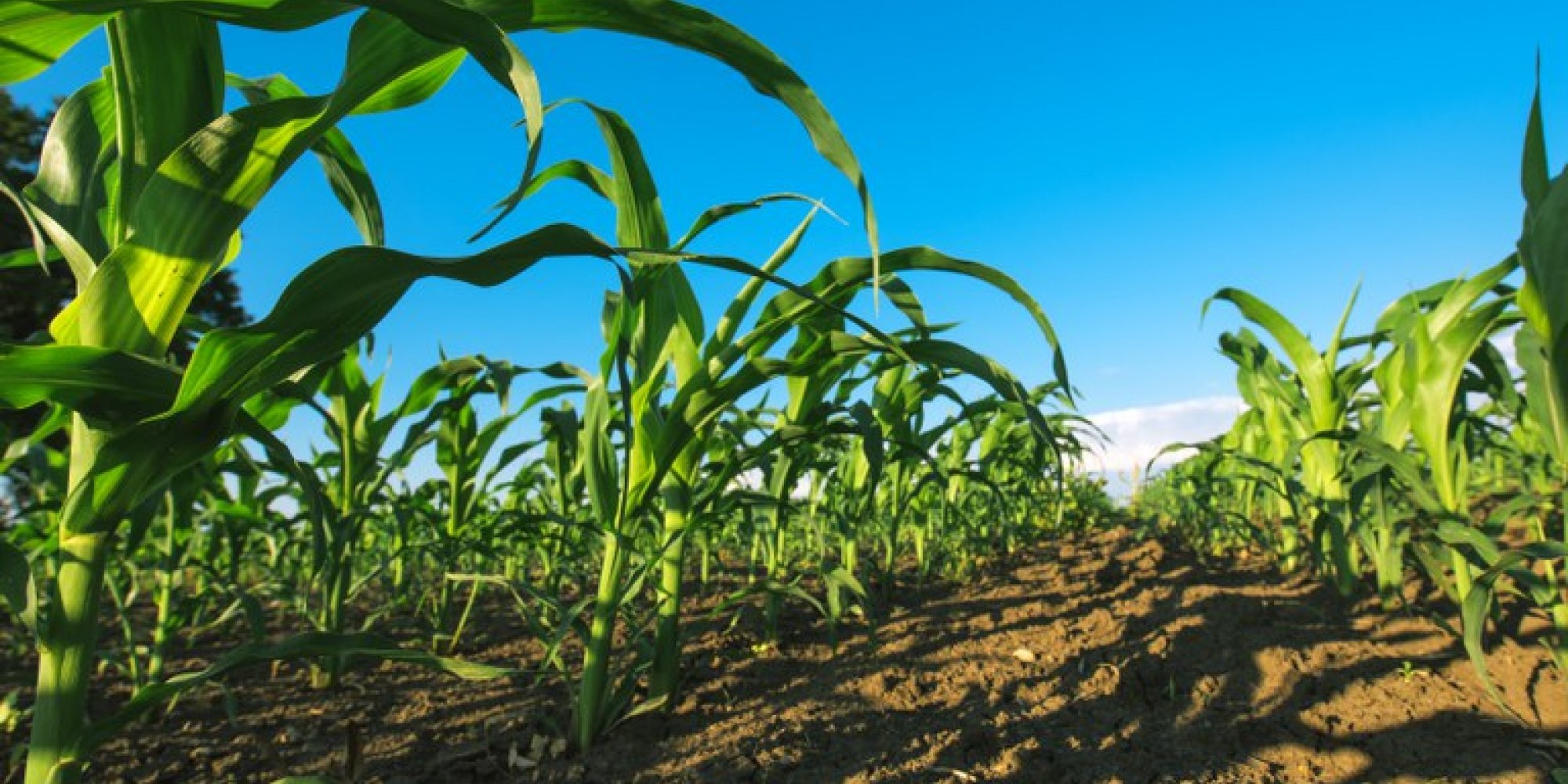 A principal fonte dos recursos contratados foi a Poupança Rural Controlada, que se situou em R$ 32,36 bilhões A principal fonte dos recursos contratados foi a Poupança Rural Controlada, que se situou em R$ 32,36 bilhões