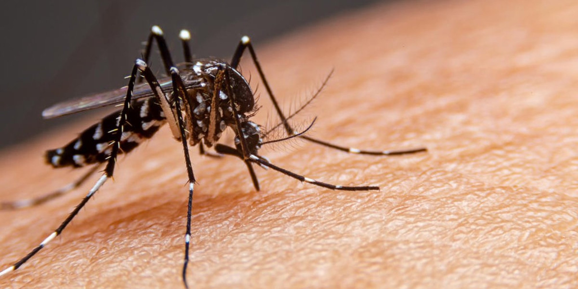 Brasil ultrapassa 650 mil casos de dengue
