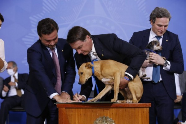A prática de abuso e maus tratos a animais será punida com pena de reclusão de dois a cinco anos, além de multa e a proibição de guarda 