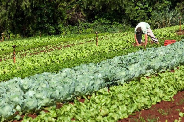 Programa de Aquisição de Alimentos integra as ações do Governo Federal para fortalecer a agricultura familiar 