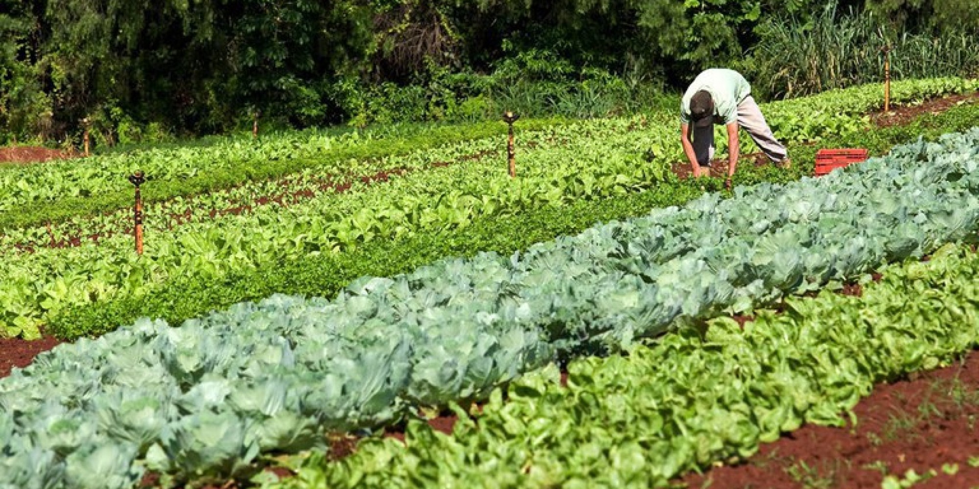 Programa de Aquisição de Alimentos integra as ações do Governo Federal para fortalecer a agricultura familiar Programa de Aquisição de Alimentos integra as ações do Governo Federal para fortalecer a agricultura familiar