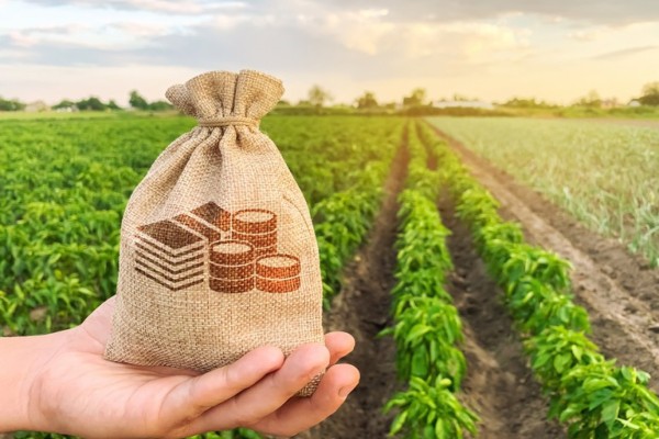 Desempenho tem como destaque os financiamentos contratados pelos produtores de maior porte e cooperativa