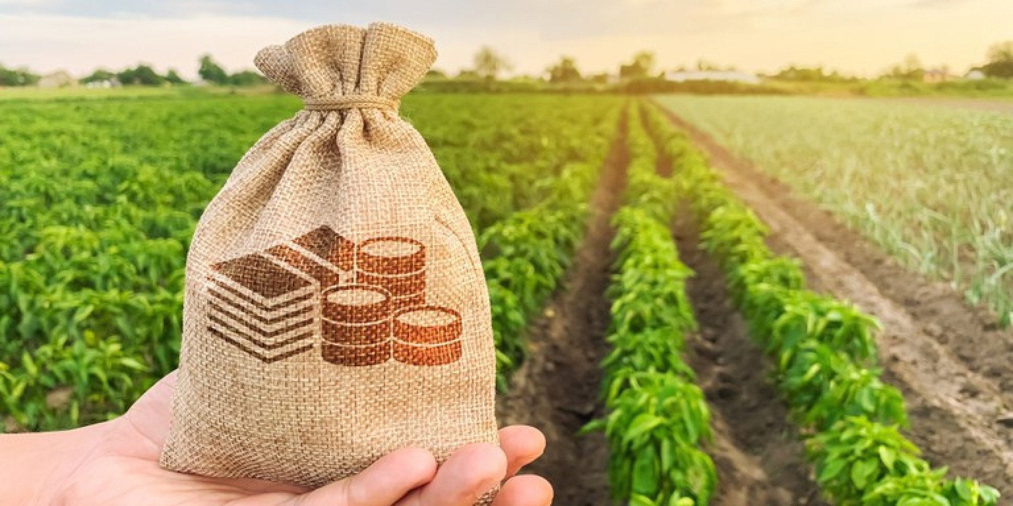 Desempenho tem como destaque os financiamentos contratados pelos produtores de maior porte e cooperativa Desempenho tem como destaque os financiamentos contratados pelos produtores de maior porte e cooperativa