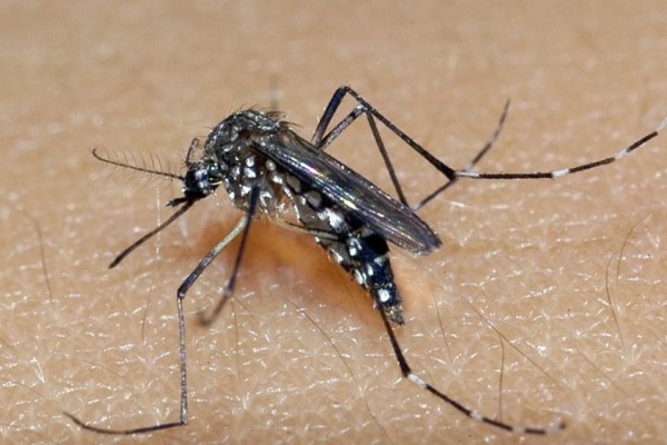Óbitos por dengue no RS chegam a 56 no ano