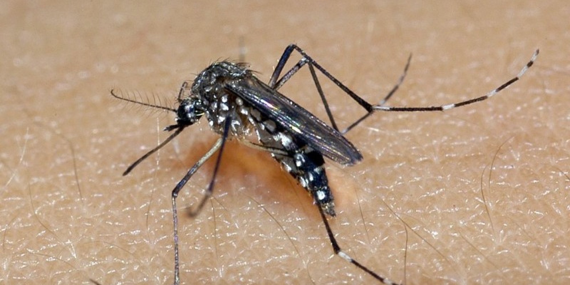 Óbitos por dengue no RS chegam a 56 no ano