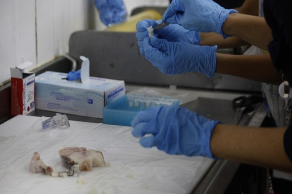  As amostras colhidas serão enviadas para o Laboratório Federal de Defesa Agropecuária (LFDA) de Goiânia