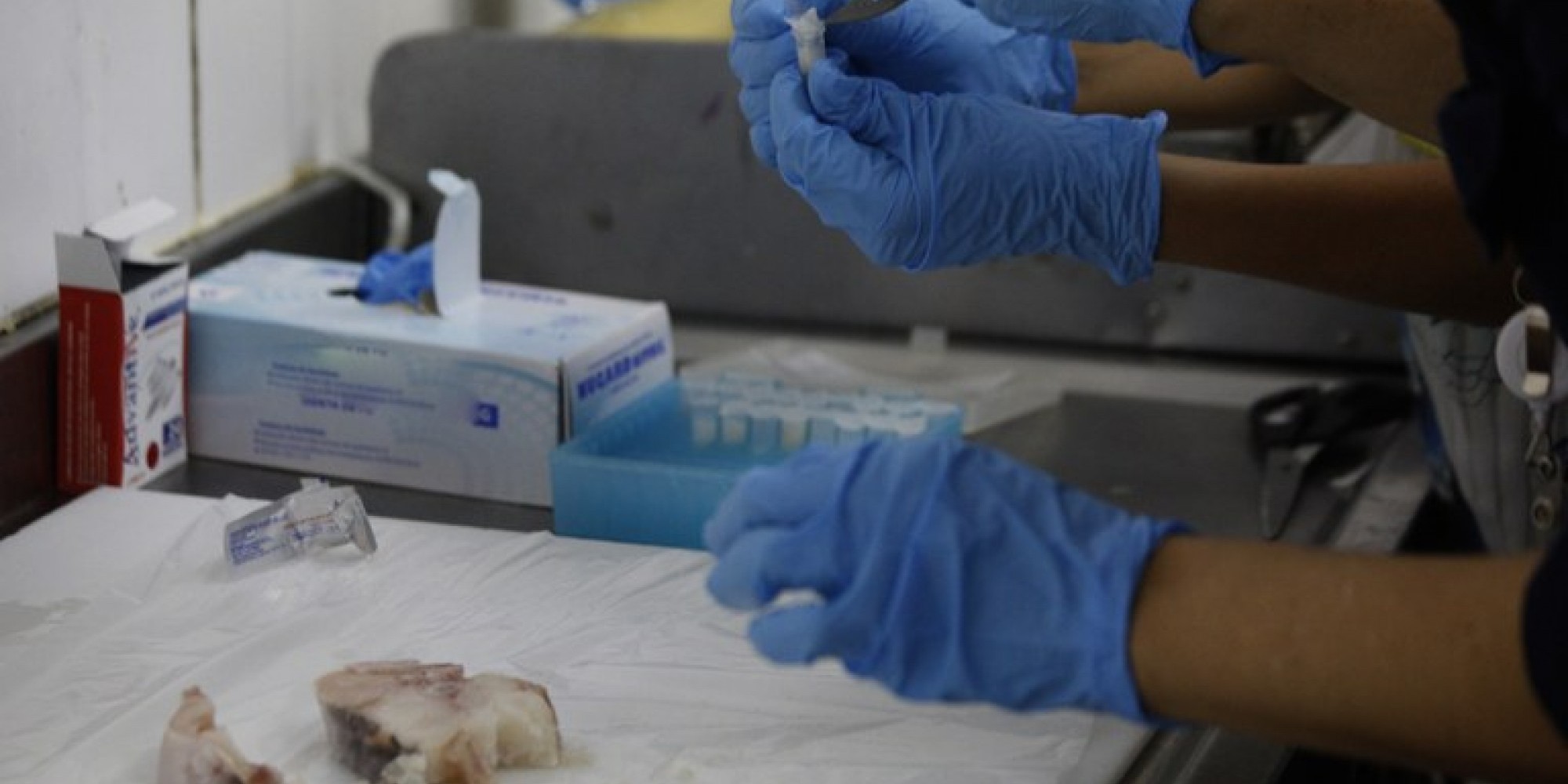 As amostras colhidas serão enviadas para o Laboratório Federal de Defesa Agropecuária (LFDA) de Goiânia As amostras colhidas serão enviadas para o Laboratório Federal de Defesa Agropecuária (LFDA) de Goiânia