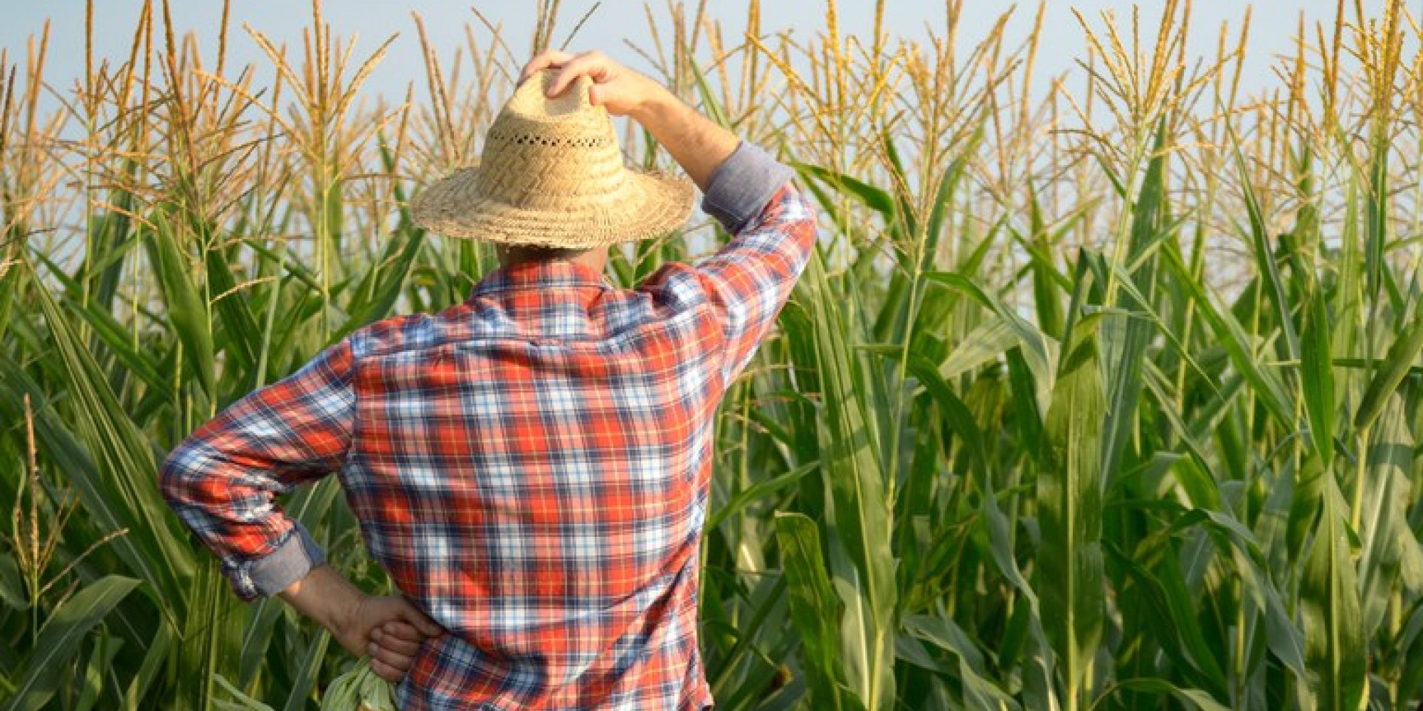 As contratações se concentraram mais nos estados do Paraná, Rio Grande do Sul e Santa Catarina As contratações se concentraram mais nos estados do Paraná, Rio Grande do Sul e Santa Catarina