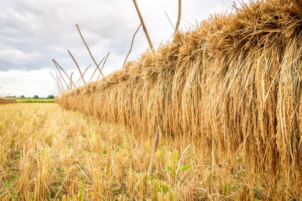  As condições climáticas favoráveis na maior parte das áreas foi um dos fatores decisivos 