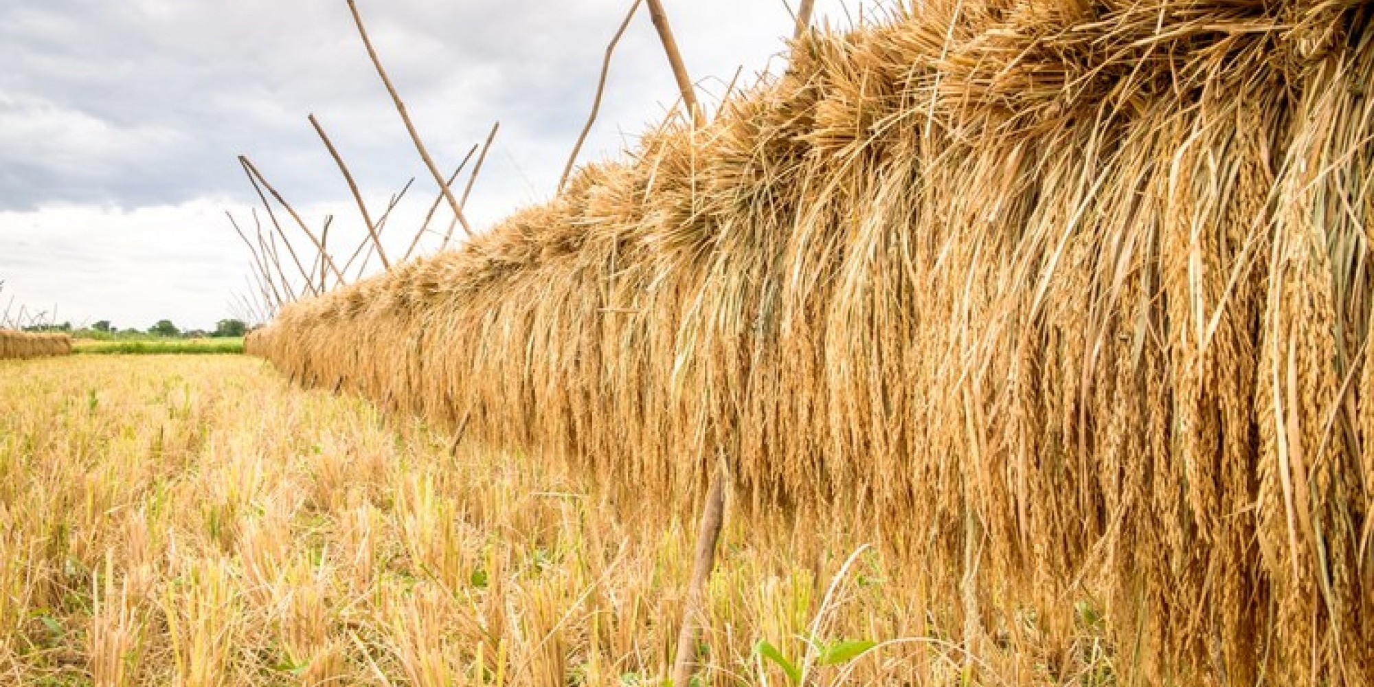  As condições climáticas favoráveis na maior parte das áreas foi um dos fatores decisivos 