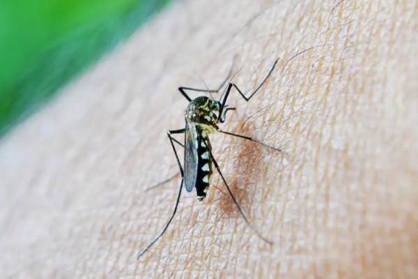 RS registra queda de 81,8% nos casos de dengue em 2025