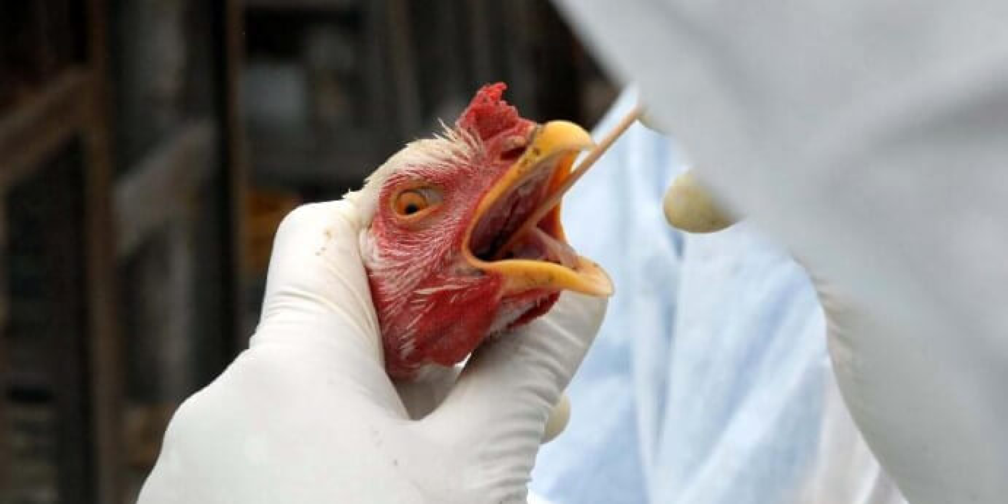 Confirmado primeiro foco de gripe aviária em granja comercial no RS