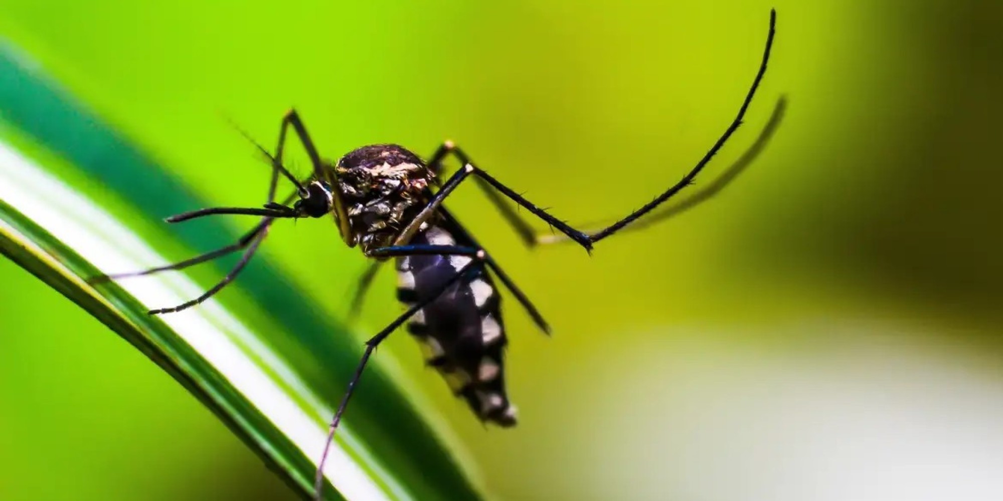 Rio Grande do Sul registra a oitava morte por dengue em 2025