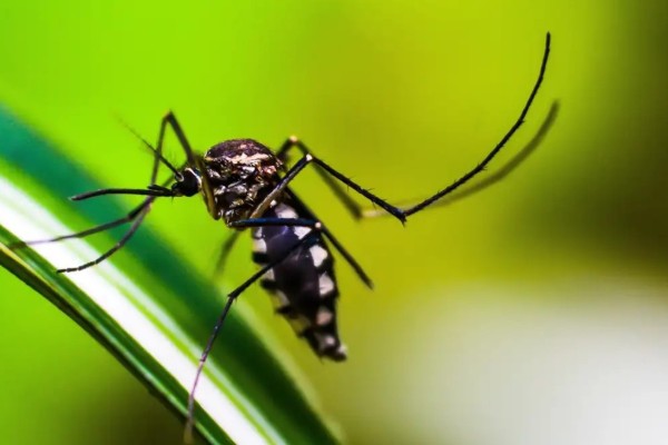 Rio Grande do Sul registra a oitava morte por dengue em 2025