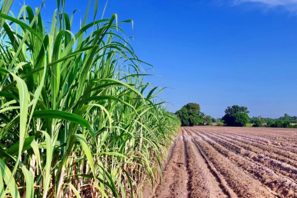 As medidas visam beneficiar o pré-custeio da produção de soja, milho, algodão, arroz, feijão, mandioca e café, podendo contemplar, ainda, culturas específicas das regiões do país