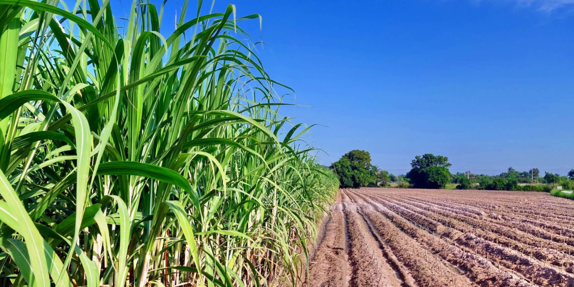 As medidas visam beneficiar o pré-custeio da produção de soja, milho, algodão, arroz, feijão, mandioca e café, podendo contemplar, ainda, culturas específicas das regiões do país As medidas visam beneficiar o pré-custeio da produção de soja, milho, algodão, arroz, feijão, mandioca e café, podendo contemplar, ainda, culturas específicas das regiões do país