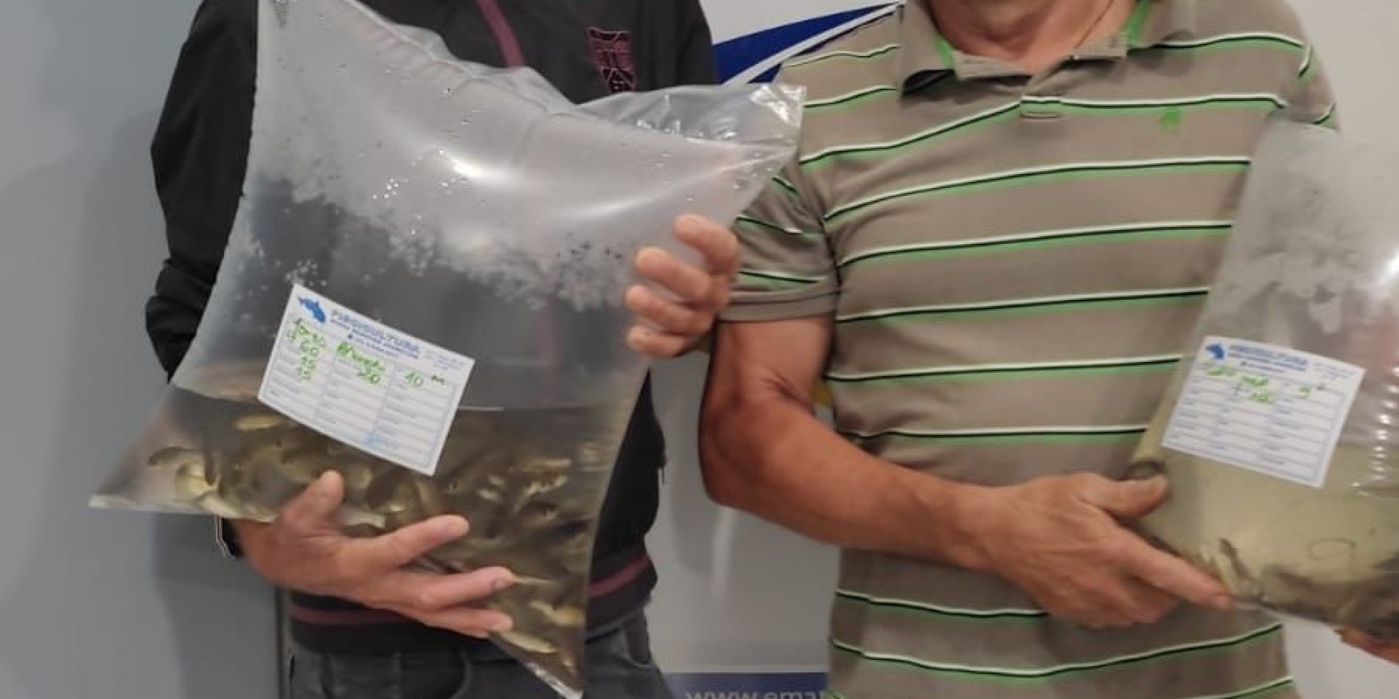 Emater realiza entrega de alevinos a produtores rurais em Roca Sales