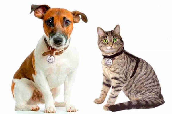 Identificação visa facilitar o retorno de animais perdidos para os tutores 