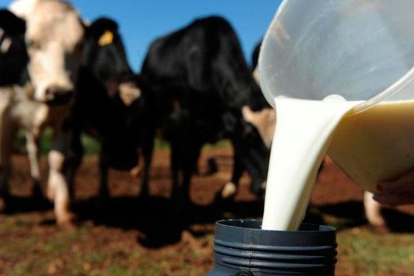  Leite deverá ser comprado de pequenos produtores para fortalecer setor produtivo local