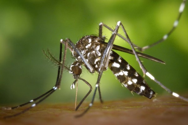 Confirmada 20ª morte por dengue no RS em 2023 