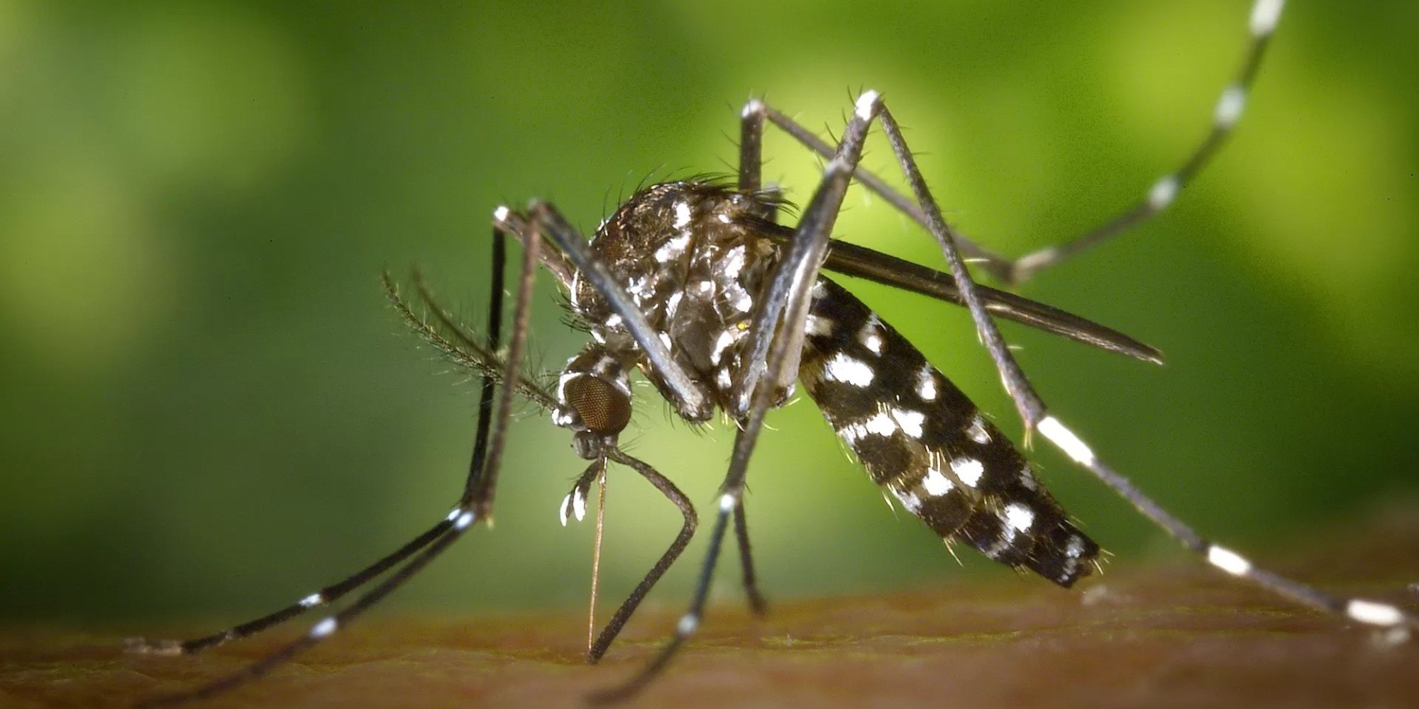Confirmada 20ª morte por dengue no RS em 2023