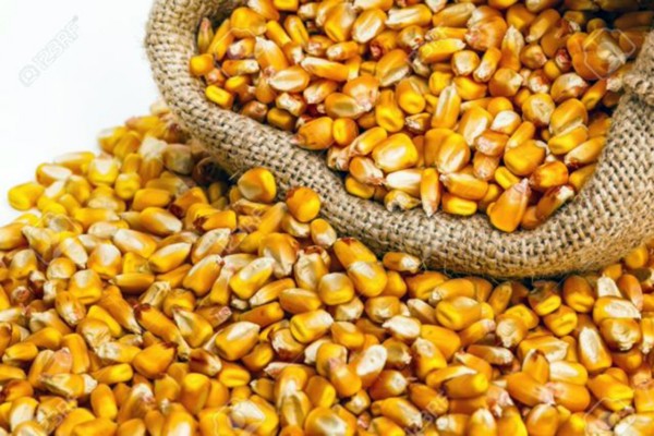  A modalidade de aquisição é pelo Programa de Aquisição de Alimentos (PAA Sementes 2020)