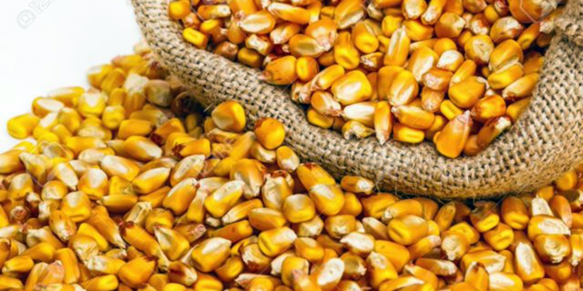  A modalidade de aquisição é pelo Programa de Aquisição de Alimentos (PAA Sementes 2020)