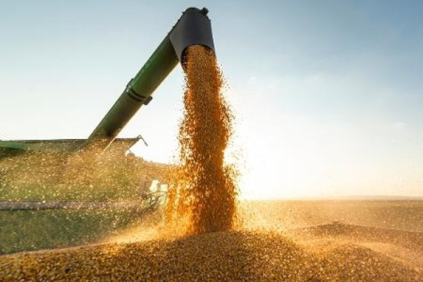IBGE eleva previsão de safra recorde em 2023 