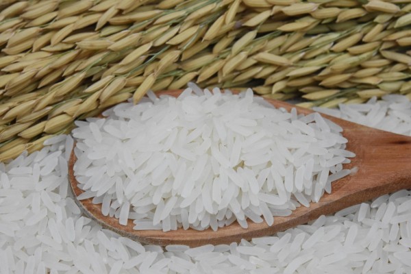 Conab realiza novos leilões de contrato de opção de venda de arroz nesta sexta